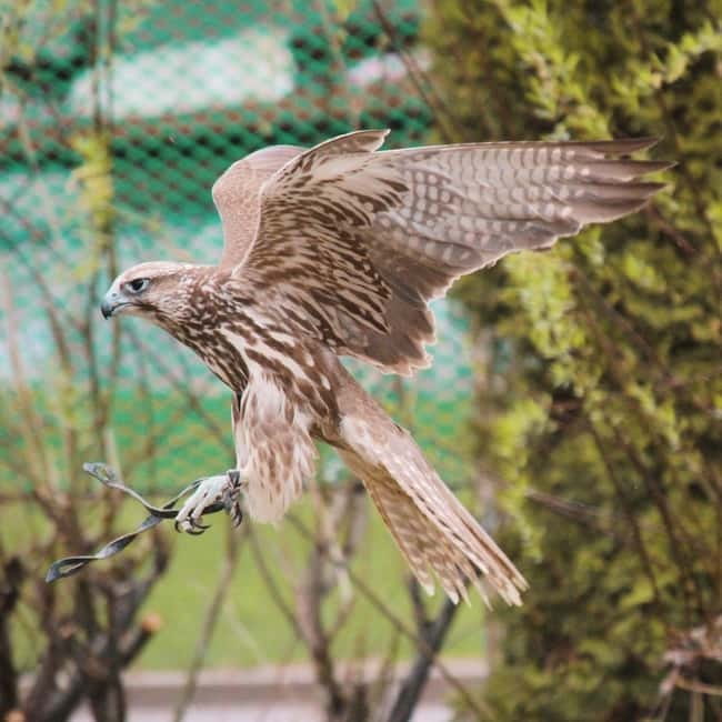 Almaty: Falconry show and Big Almaty Gorge - Weather and the importance of flexibility