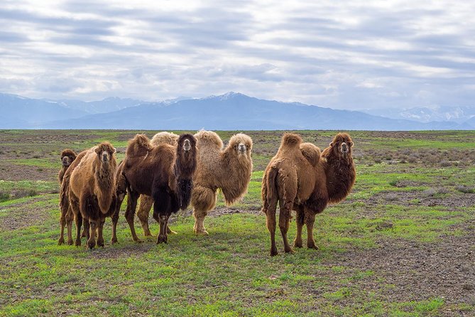 The Silk Road tour of Kazakhstan - Key things to know before booking